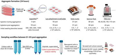 Frontiers Analysis Of The Effects Of Bench Scale Cell Culture